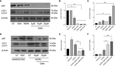 Frontiers Macrophage Targeted Polymeric Curcumin Nanoparticles Limit